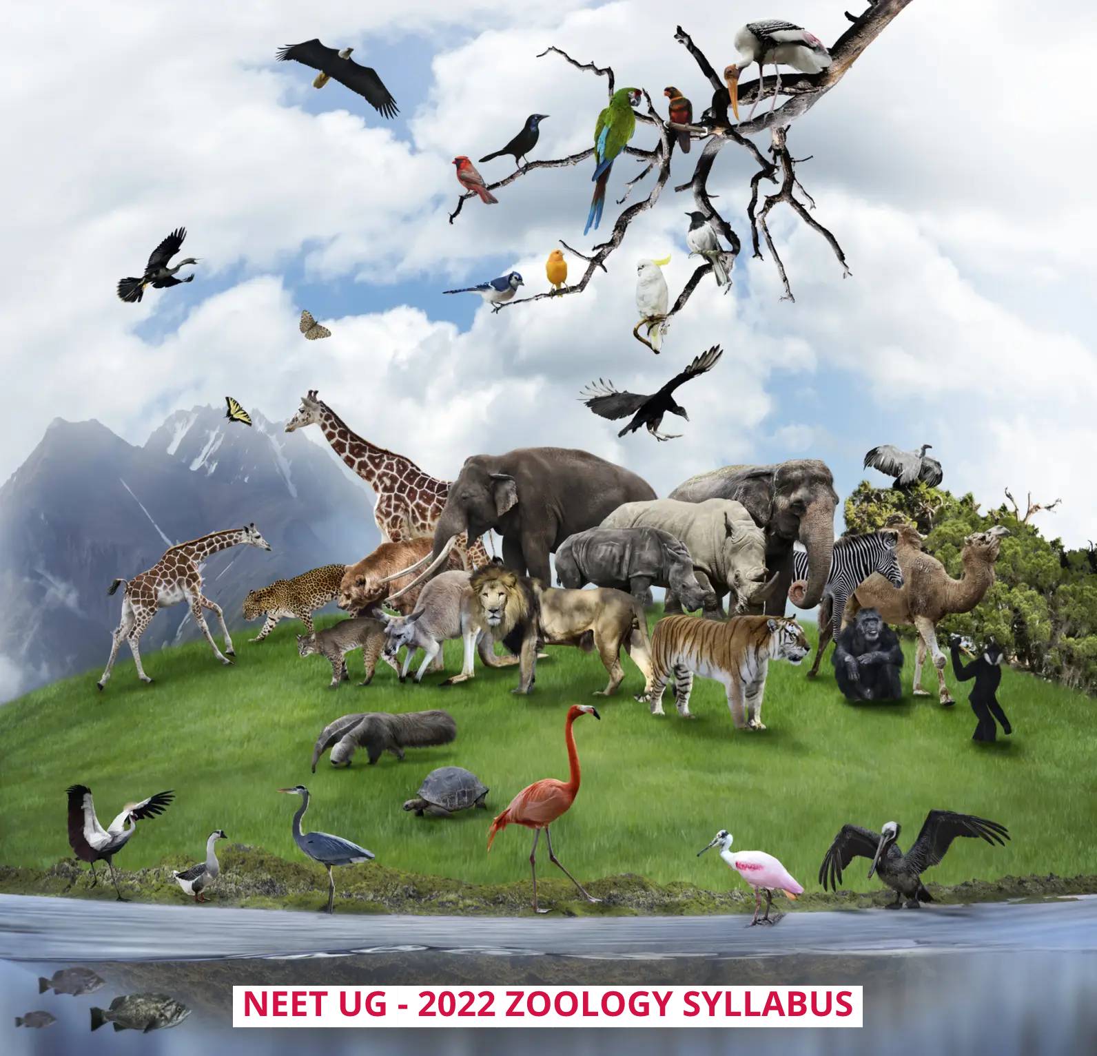 NEET UG 2022 Syllabus - Zoology